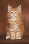 katzenfotos maine_coon