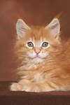 katzenfotos maine_coon