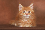 katzenfotos maine_coon