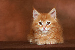 katzenfotos maine_coon
