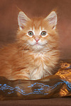 katzenfotos maine_coon