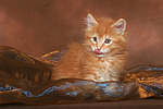 katzenfotos maine_coon