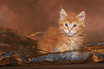katzenfotos maine_coon