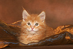 katzenfotos maine_coon