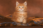 katzenfotos maine_coon