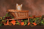 katzenfotos maine_coon