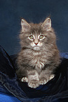 katzenfotos maine_coon