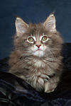 katzenfotos maine_coon