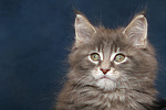 katzenfotos maine_coon