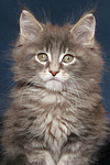 katzenfotos maine_coon