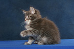 katzenfotos maine_coon