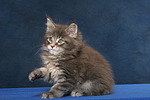 katzenfotos maine_coon