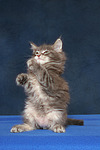 katzenfotos maine_coon