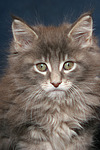 katzenfotos maine_coon