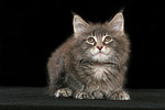 katzenfotos maine_coon