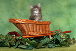 katzenfotos maine_coon