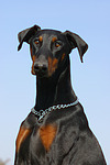 hundefotos dobermann