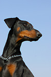 hundefotos dobermann