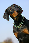 hundefotos dobermann