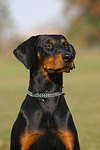 hundefotos dobermann