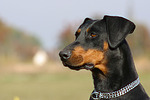hundefotos dobermann