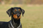 hundefotos dobermann