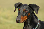 hundefotos dobermann