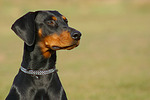 hundefotos dobermann