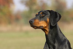 hundefotos dobermann