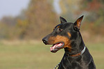 hundefotos dobermann