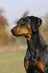 hundefotos dobermann