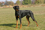 hundefotos dobermann