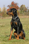 hundefotos dobermann
