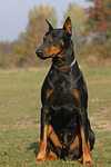 hundefotos dobermann