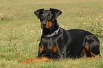hundefotos dobermann