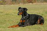 hundefotos dobermann