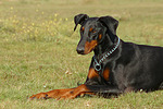 hundefotos dobermann