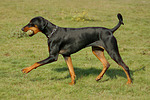 hundefotos dobermann
