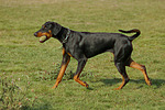 hundefotos dobermann