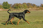 hundefotos dobermann