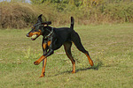 hundefotos dobermann