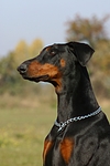 hundefotos dobermann