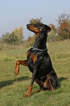 hundefotos dobermann