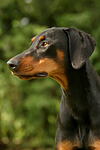 hundefotos dobermann