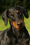 hundefotos dobermann