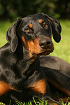 hundefotos dobermann