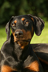 hundefotos dobermann