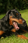 hundefotos dobermann