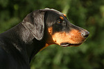 hundefotos dobermann