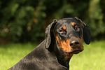 hundefotos dobermann